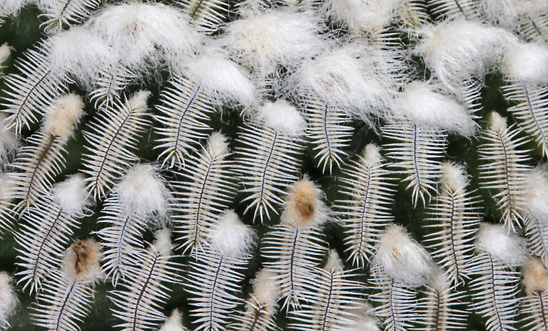 Pelecyphora aselliformis